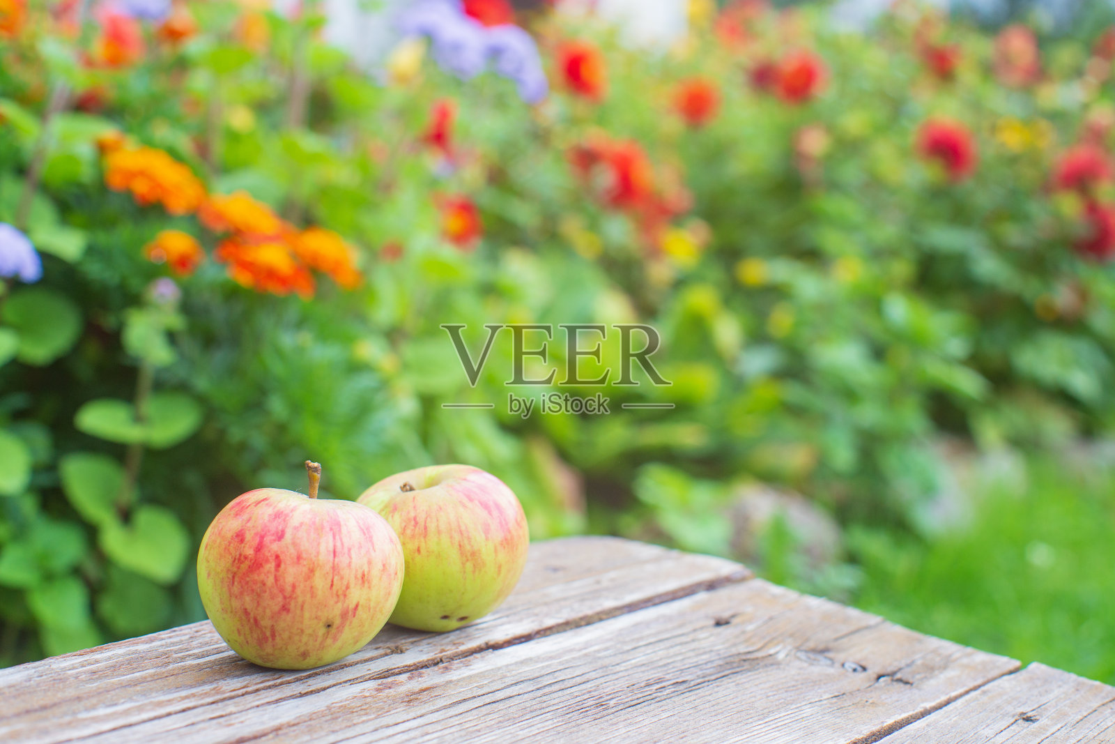 两个新鲜的苹果放在一个木头表面上，背景是盛开的花朵。健康食品的概念照片摄影图片