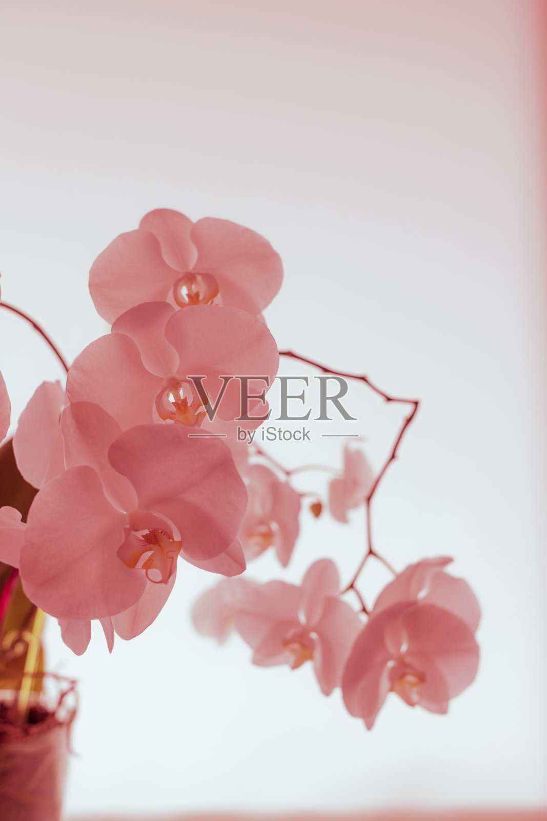 白色背景上的兰花。白色和紫色的照片摄影图片