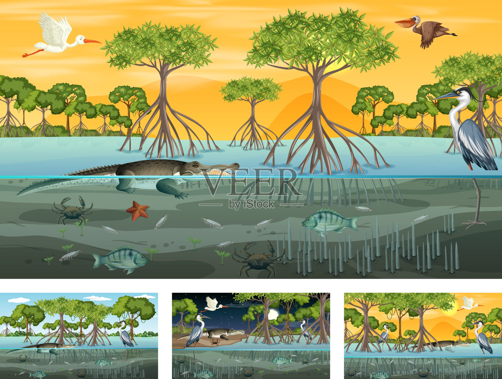 不同的红树林景观与场景插画图片素材