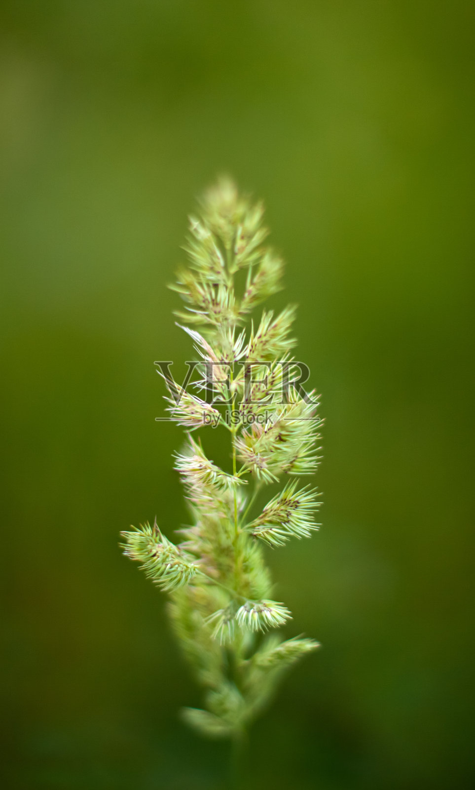 在模糊的背景上夏天花的特写。以复制空间为背景的自然生态开花概念。花的你的项目。野生动物有机旅游理念照片摄影图片