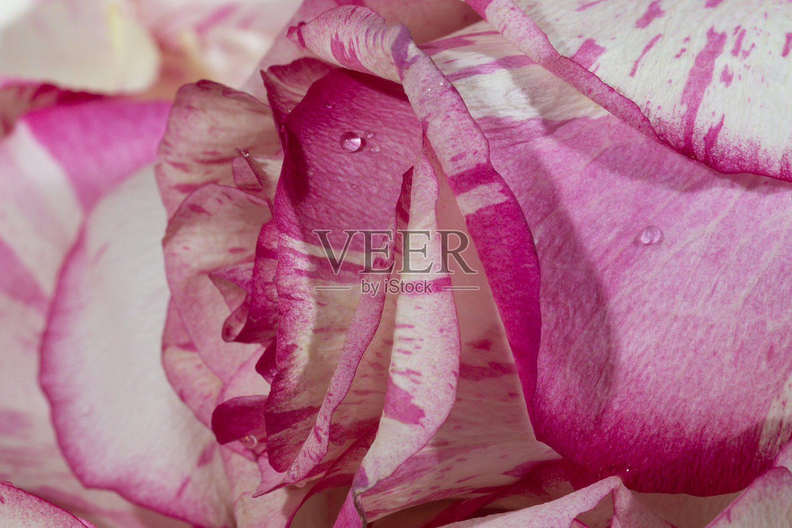 红色和白色玫瑰色，花瓣和水珠的粉红色背景照片摄影图片