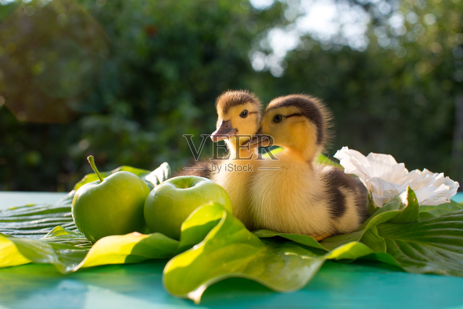 一对可爱的小鸭子坐在玉簪叶上，阳光下映衬着一朵巨大的白色锦葵花和两个绿色的苹果。照片摄影图片