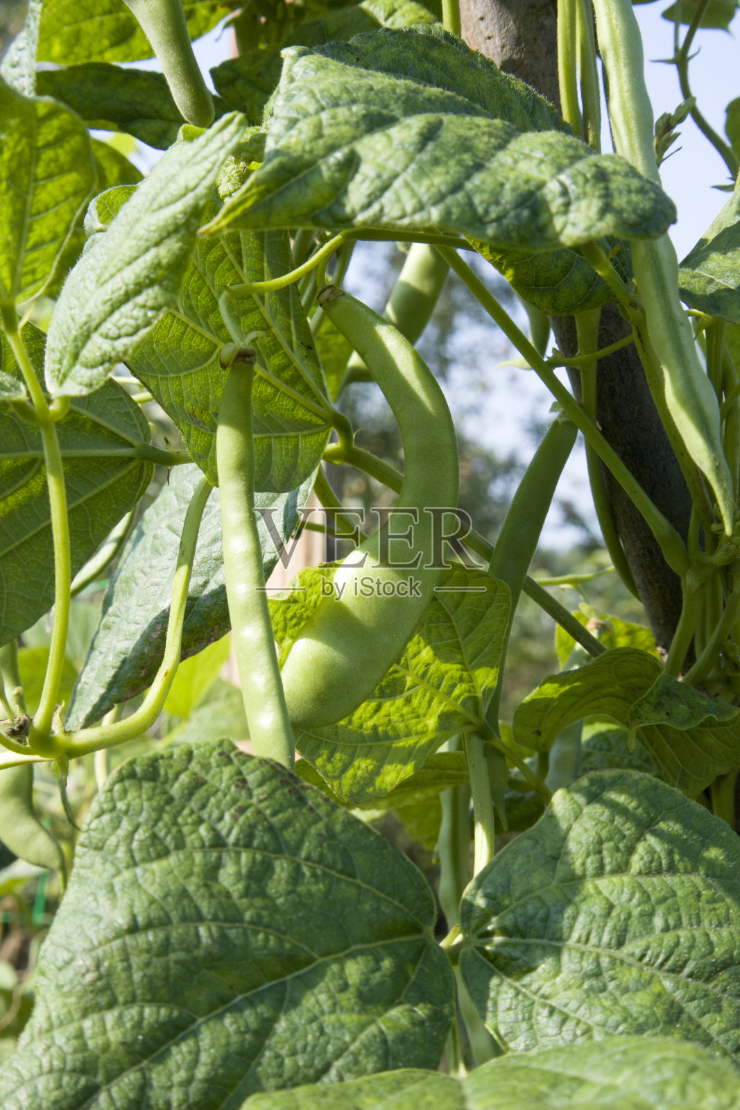 绿豆集中在绿色的串和散焦的豆荚和叶子生长在花园里照片摄影图片