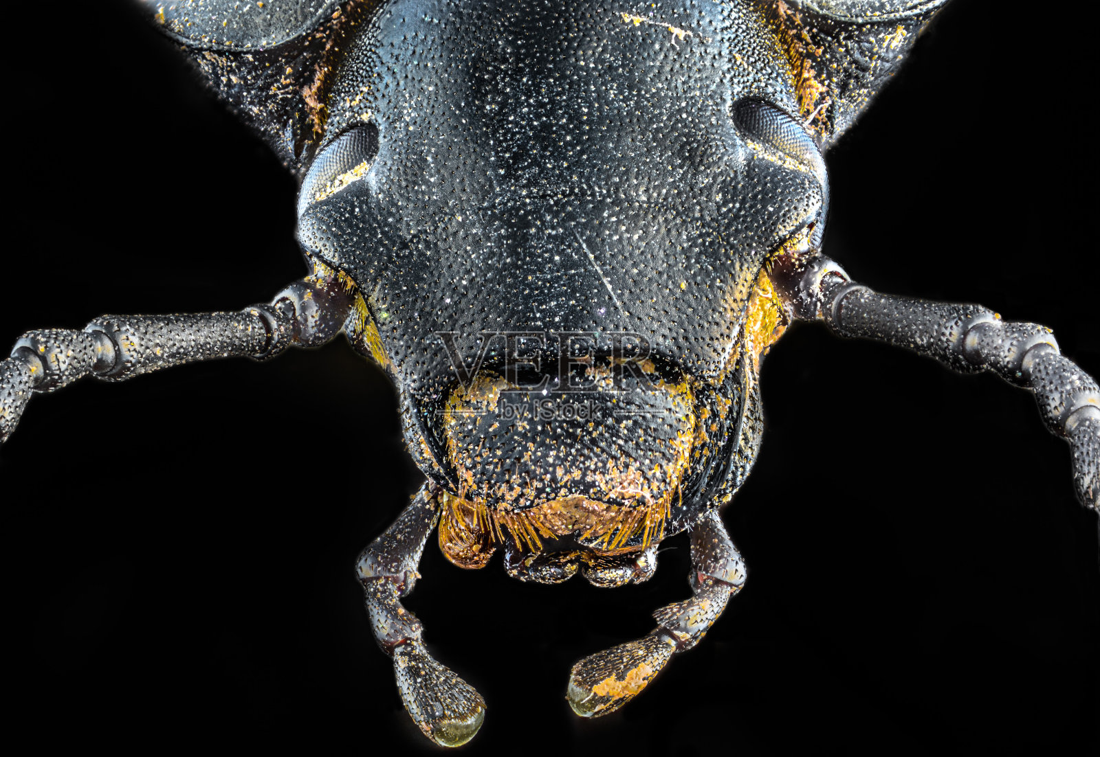 昆虫的头照片摄影图片