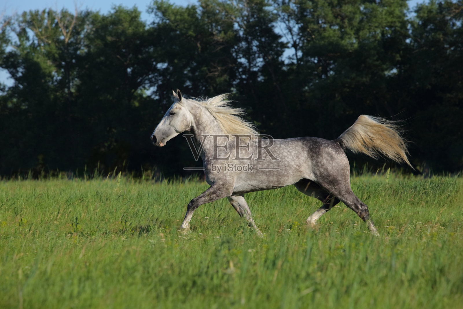 绿色草地上奔跑的安达卢西亚马照片摄影图片