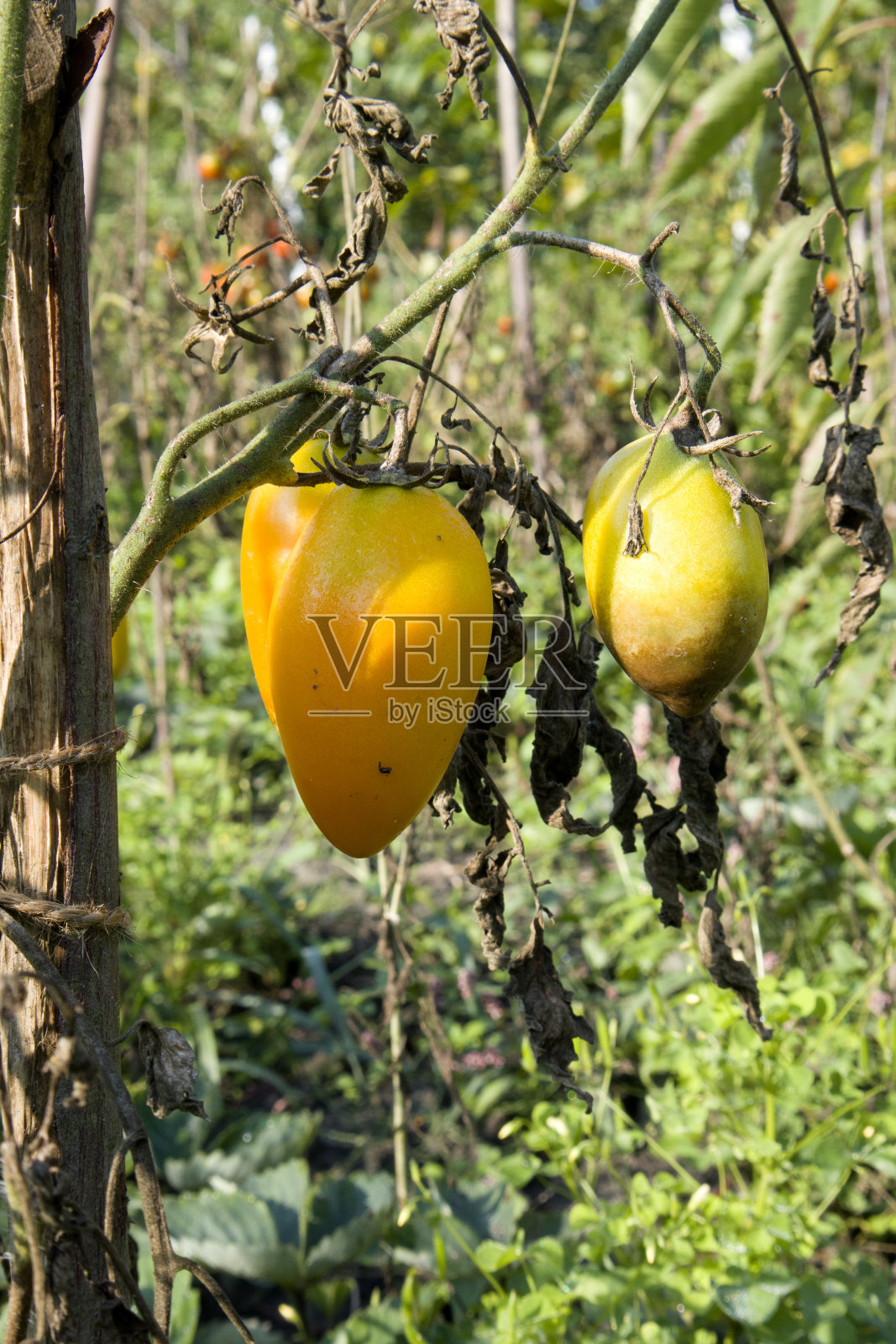 未成熟的新鲜绿色番茄，乡村市场有机番茄，绿色背景模糊照片摄影图片