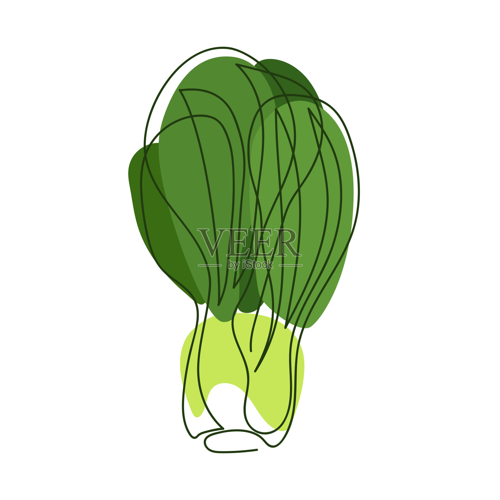 白菜，白菜，羽衣甘蓝，芥菜或芹菜，白芥菜芹菜，中国甜菜用深色实线画在白色背景上抽象的绿色阴影点上插画图片素材