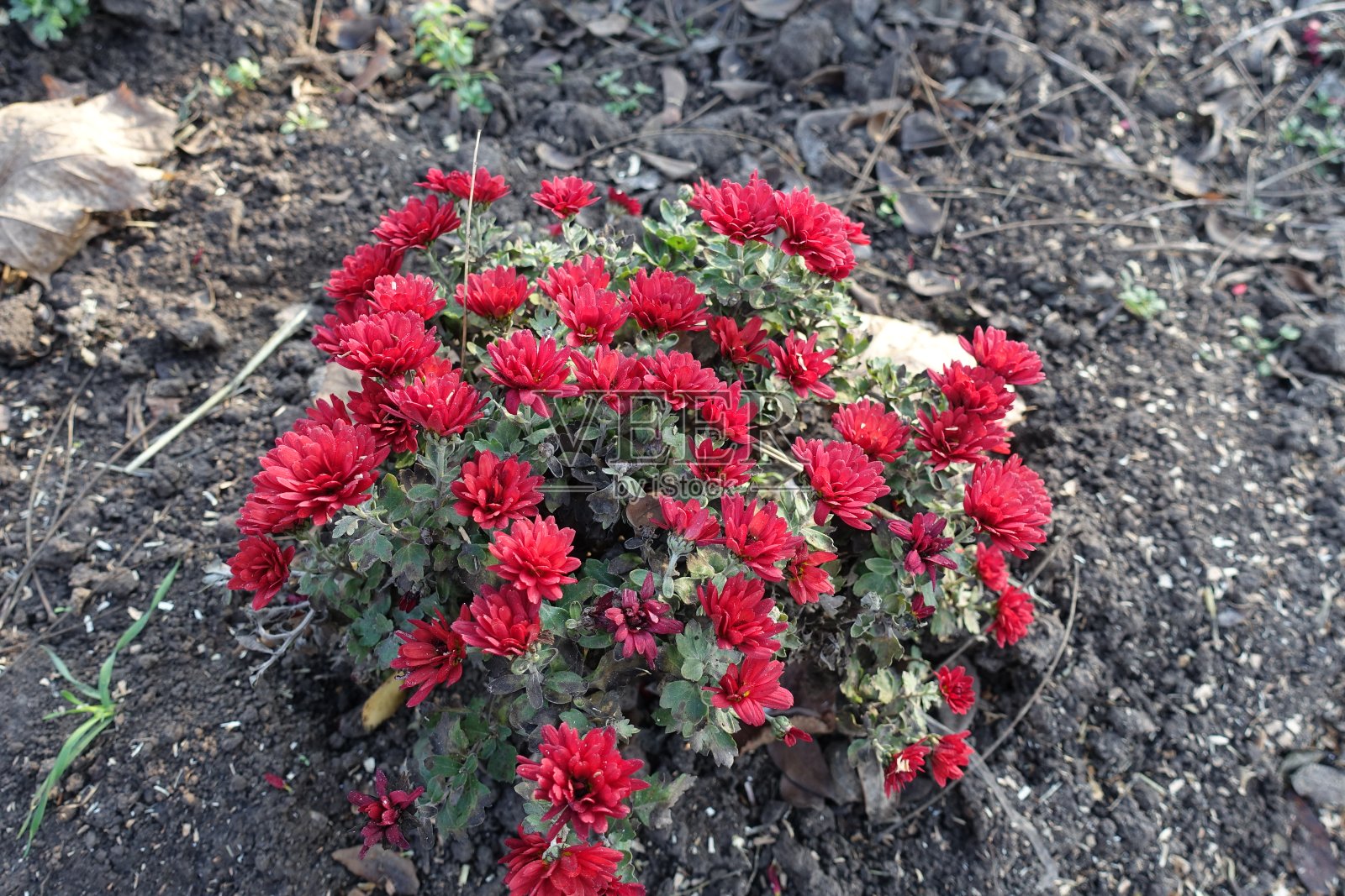 11月中旬盛开的低生长的红菊花灌木照片摄影图片