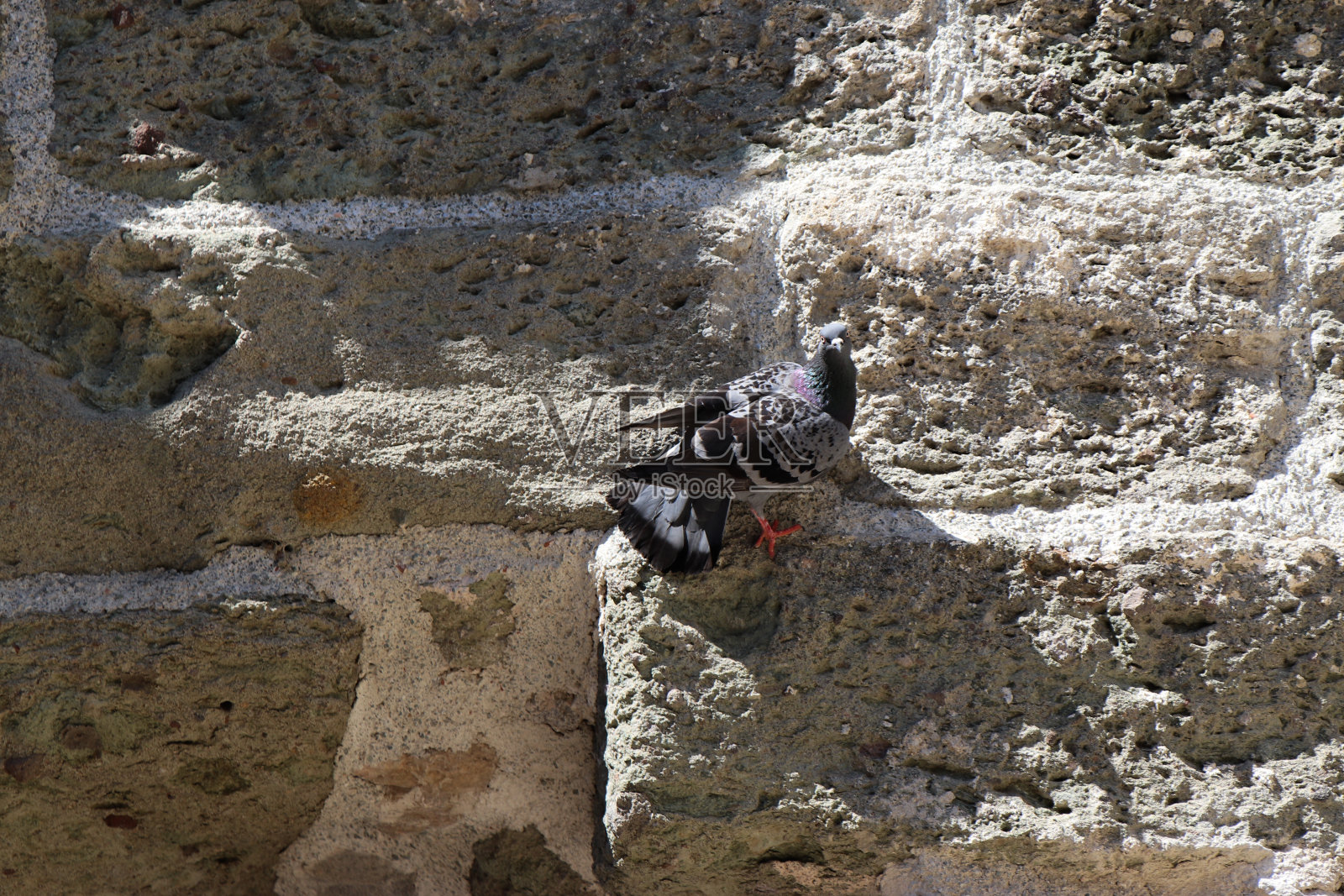 鸽子照片摄影图片