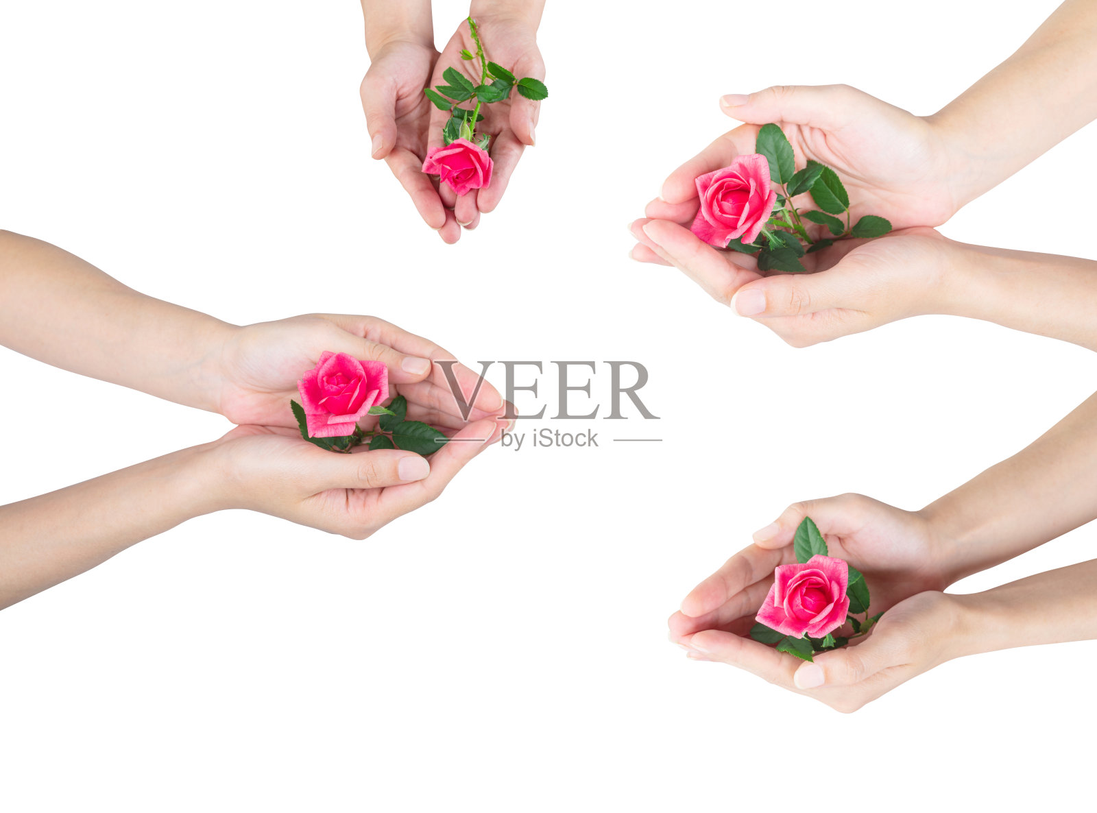 一个女孩手里拿着一朵粉红色的玫瑰。孤立在白色背景上照片摄影图片