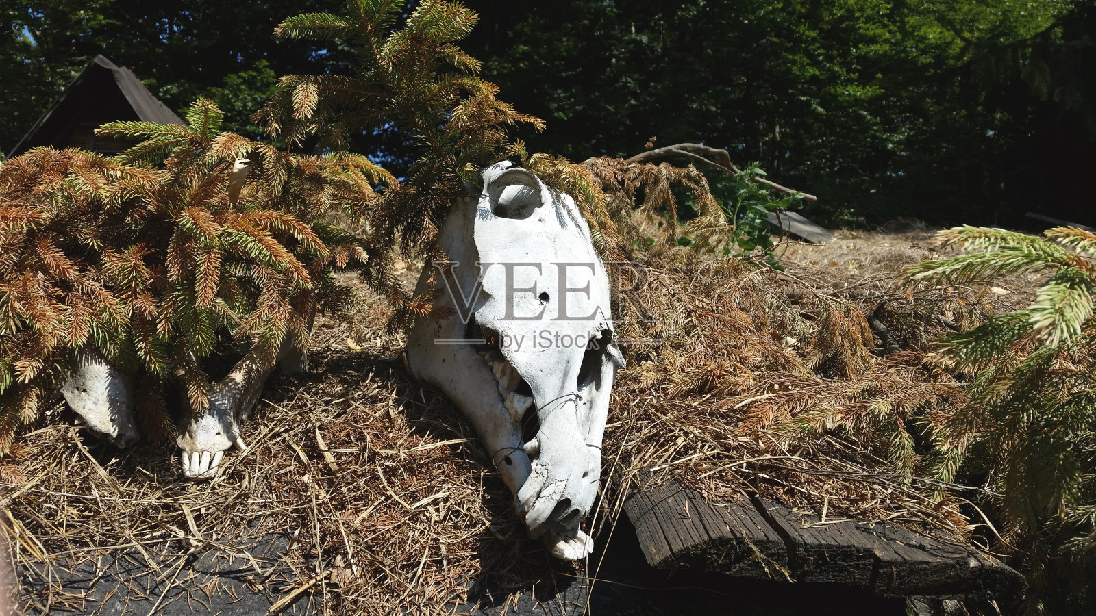 阳光明媚的一天，农场里的动物头骨照片照片摄影图片