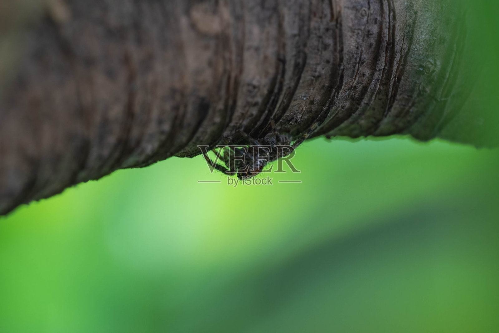 特写蜘蛛在树与自然背景照片摄影图片