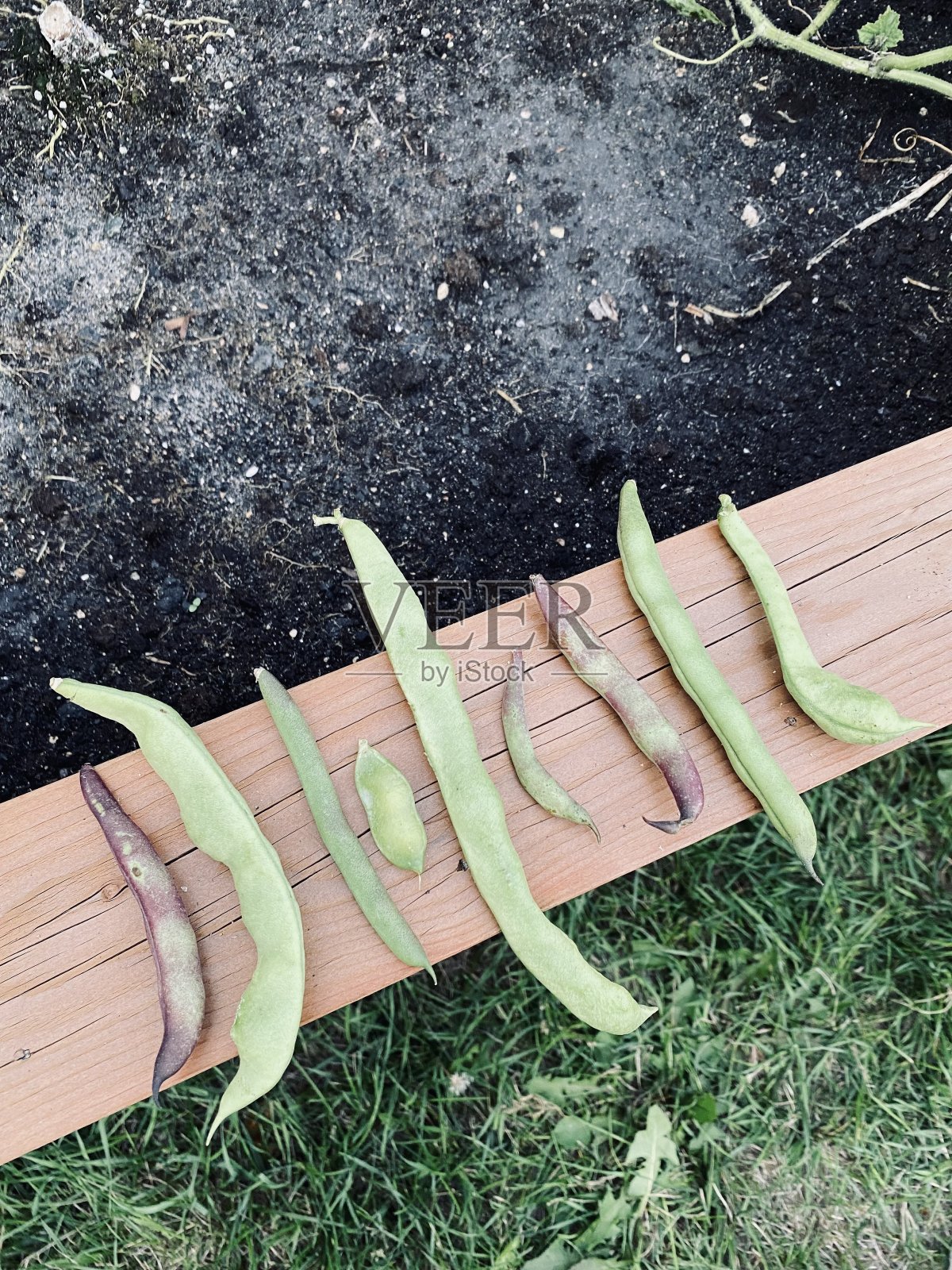 豆子排列照片摄影图片