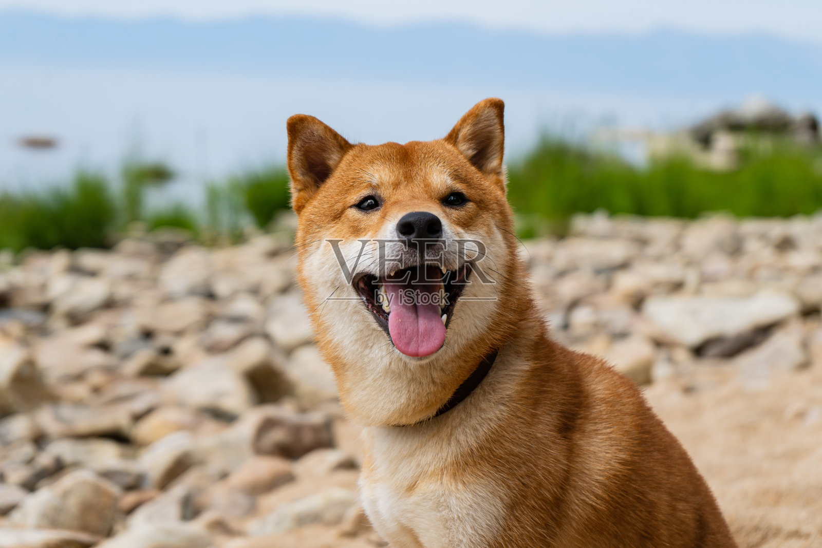 快乐的红柴犬。红毛日本狗微笑肖像。照片摄影图片