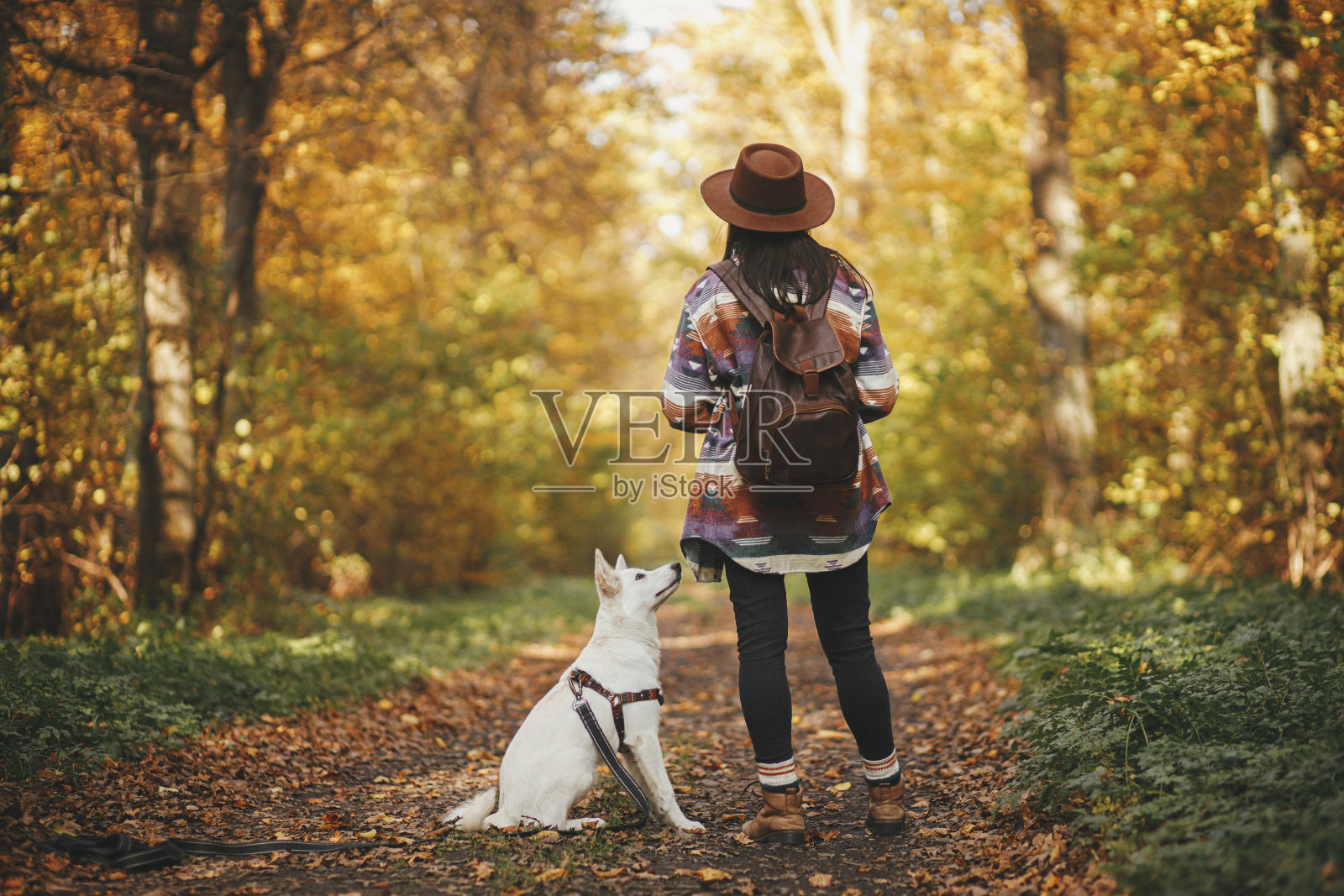时尚的女游客戴着帽子和可爱的狗在阳光明媚的秋天树林远足。年轻的女性潮人与瑞士牧羊犬白狗旅行。和宠物，忠诚的伙伴一起旅行。旅游热照片摄影图片