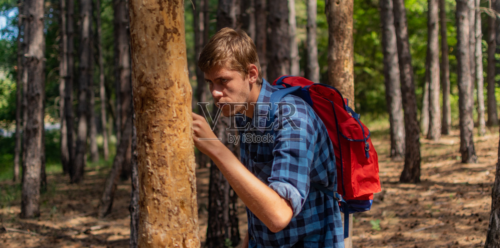 在阳光明媚的夏日，一名年轻人背着背包，在松林中漫步，探索，享受，收集柴火，放松，享受这一天。照片摄影图片
