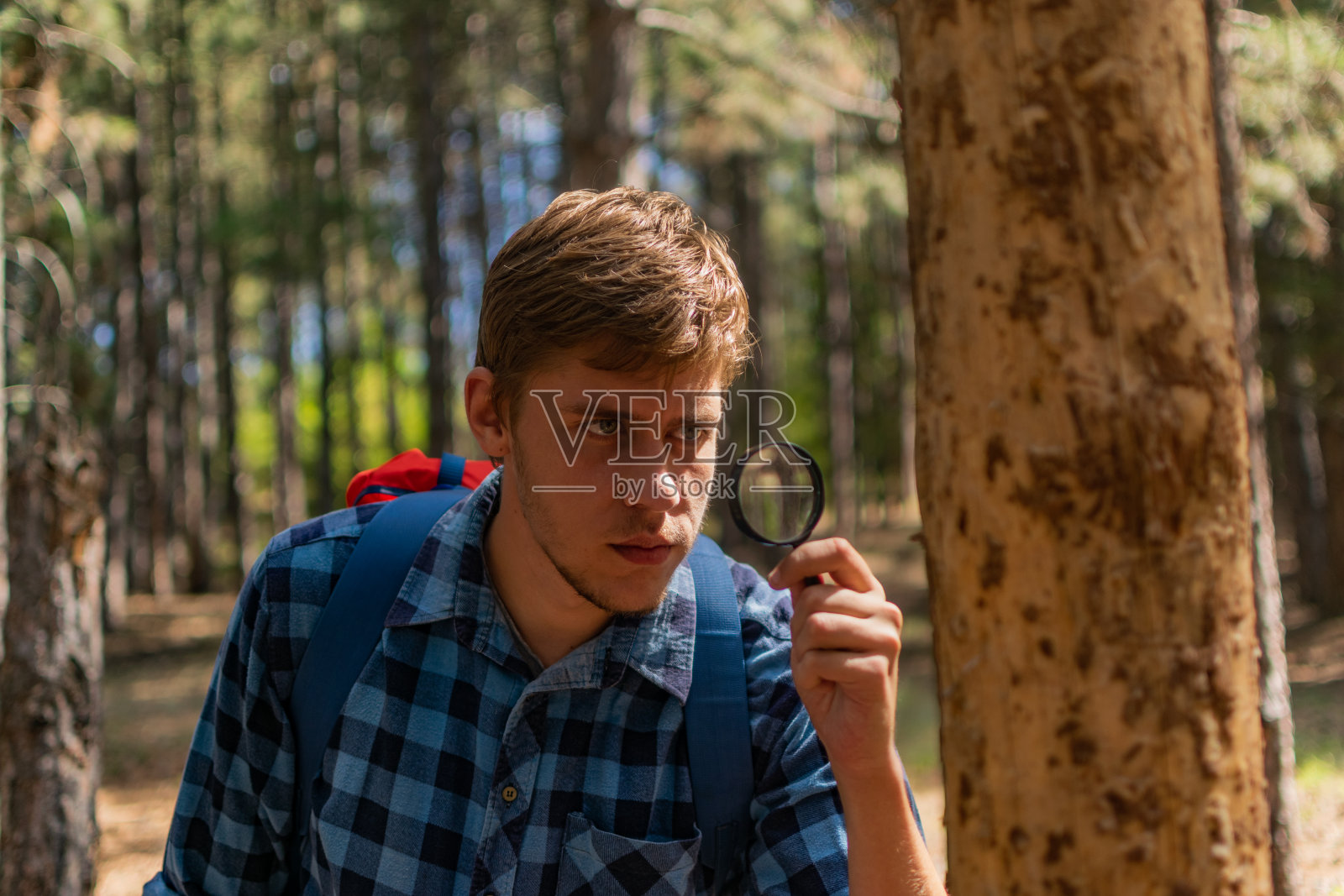 在阳光明媚的夏日，一名年轻人背着背包，在松林中漫步，探索，享受，收集柴火，放松，享受这一天。照片摄影图片