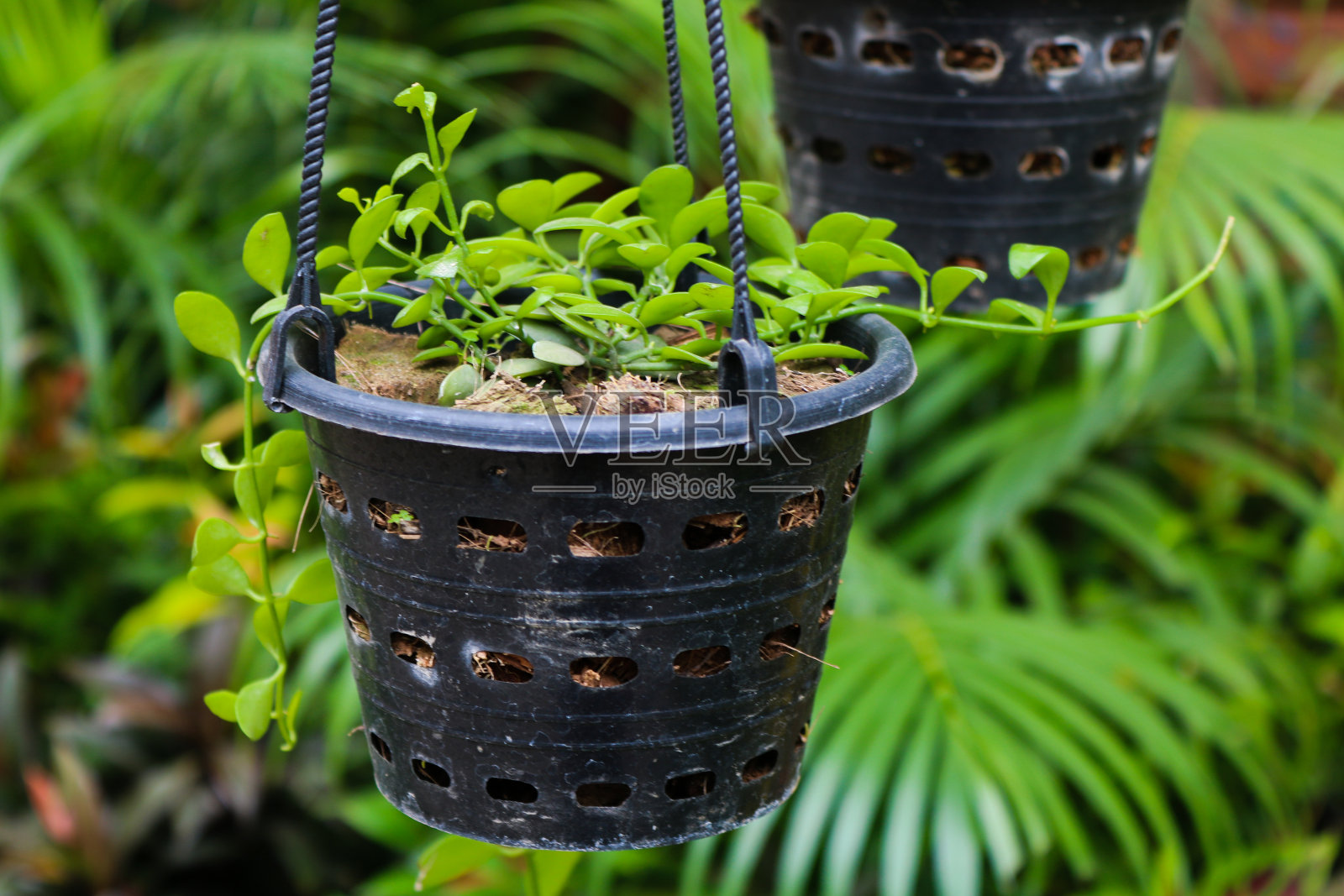 植物在黑色悬挂塑料盆上，近景照片摄影图片