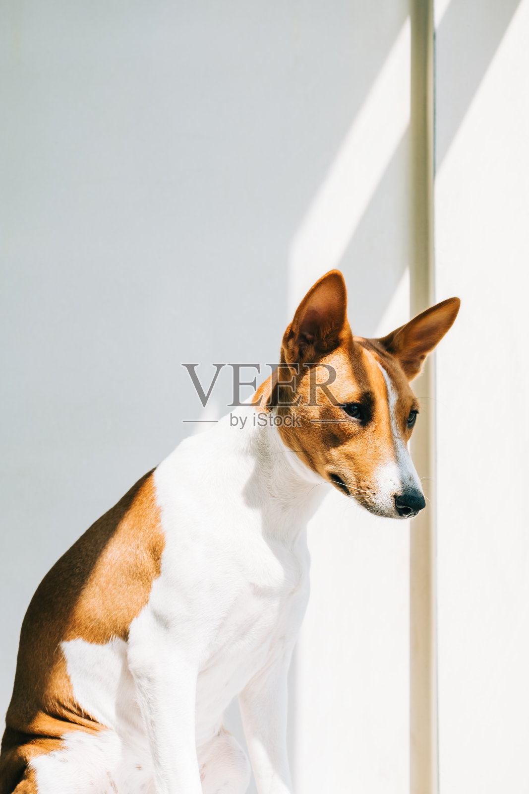 红白巴森吉狗的肖像坐在阳光下靠近窗户..照片摄影图片