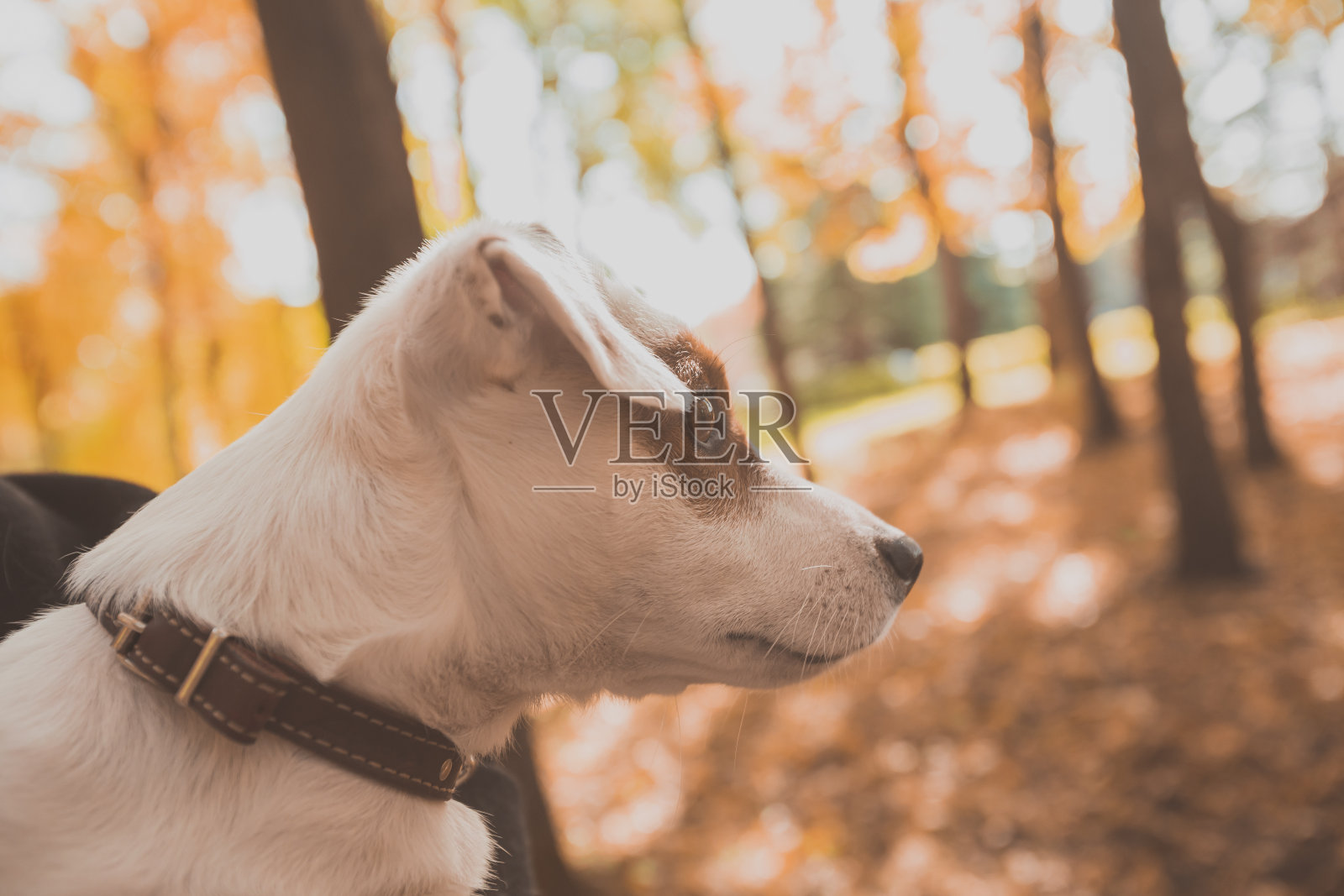 有趣的杰克罗素梗狗肖像在秋天的自然。宠物和纯种动物的概念照片摄影图片