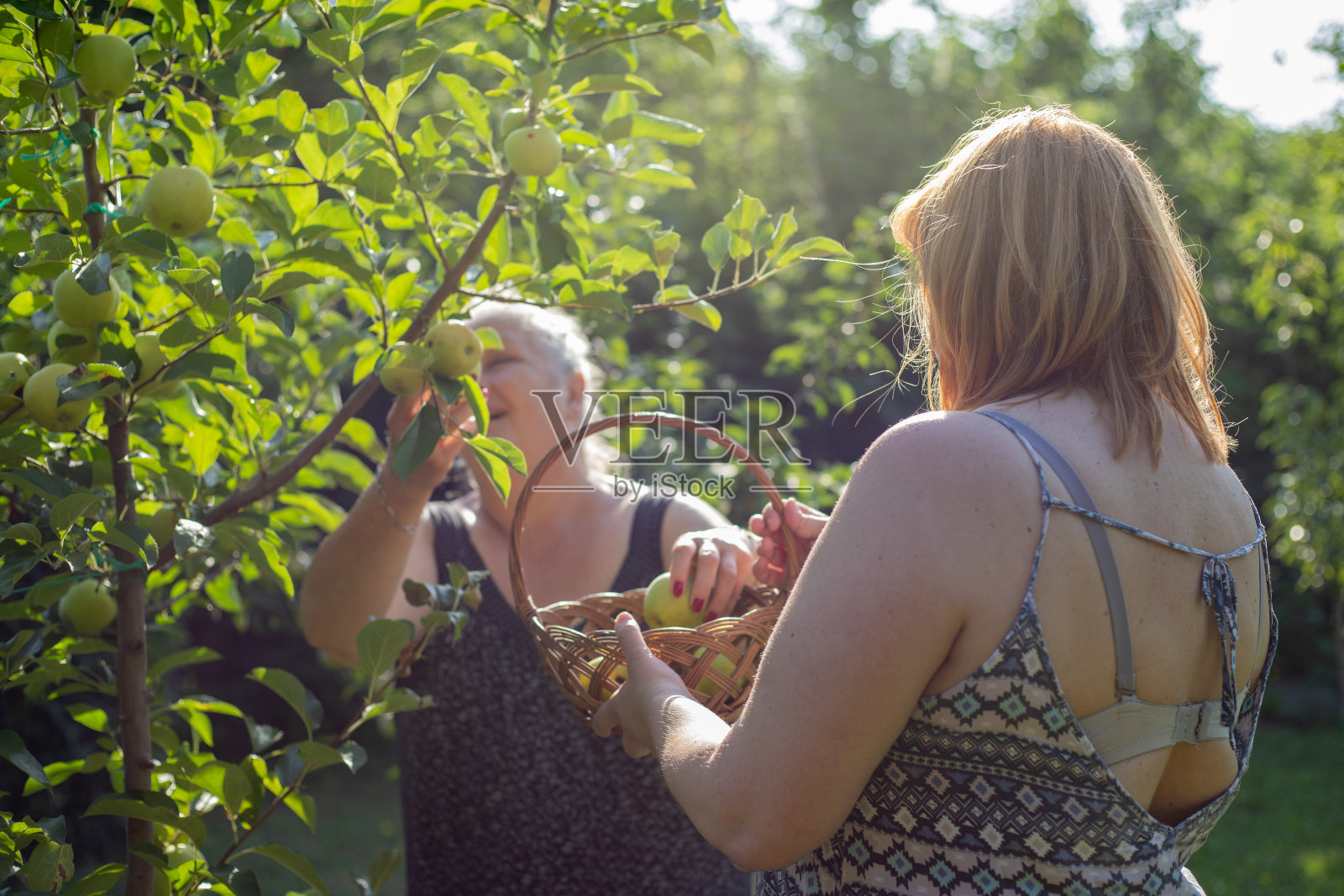 女农民在果园里收割水果照片摄影图片