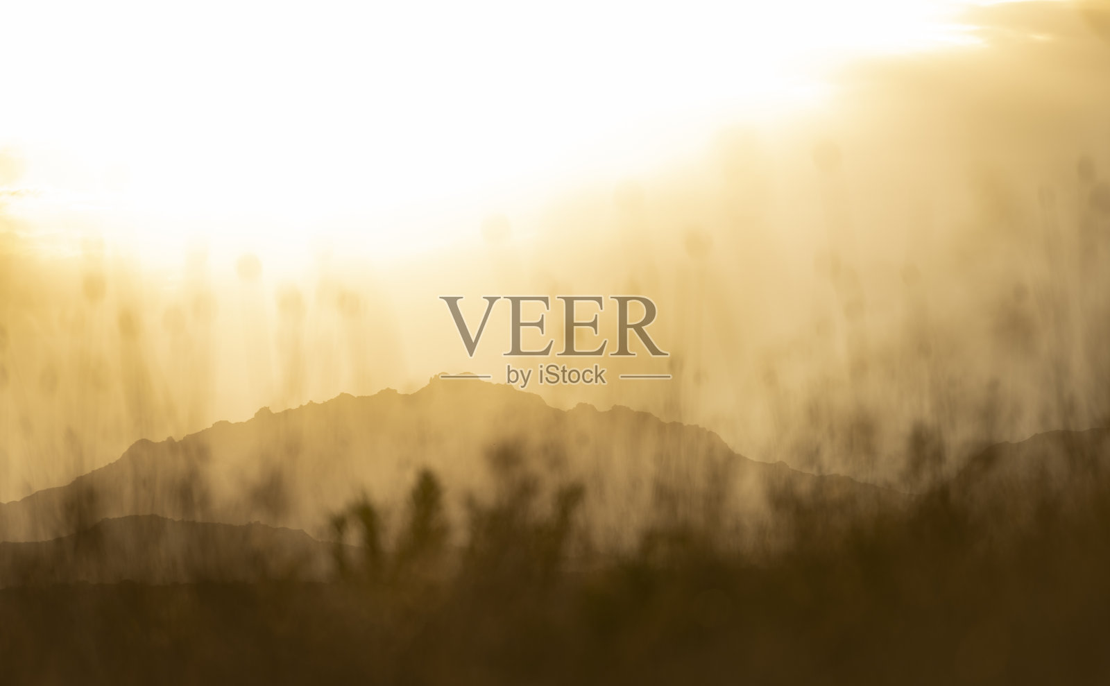 草地和野生植物的柔和焦点被金色的落日照亮。春、夏季节，自然背景与复制空间。照片摄影图片