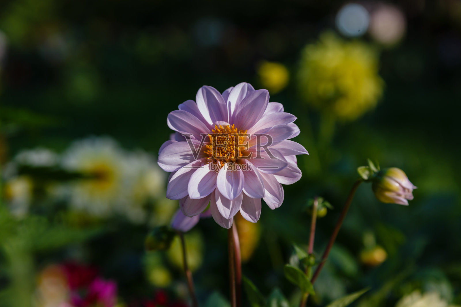 美丽的大丽花盛开着五颜六色的花朵照片摄影图片
