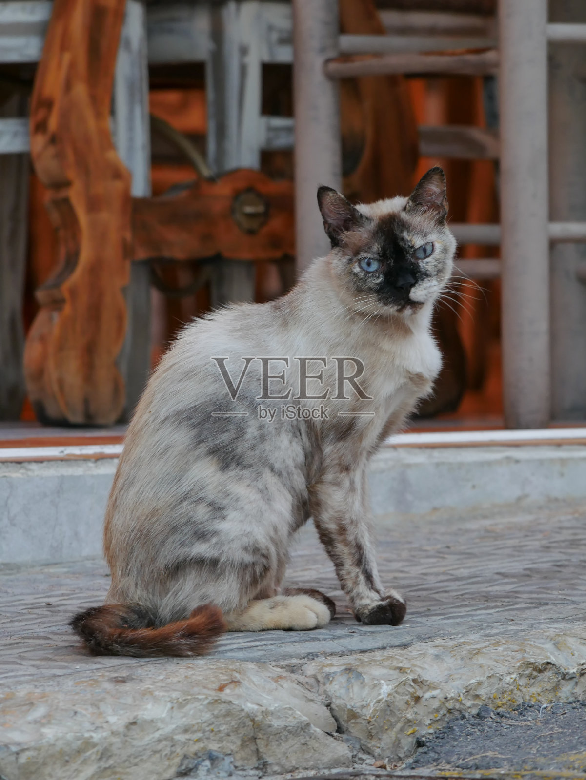 一只绿眼睛和一只蓝眼睛的瘦弱流浪猫照片摄影图片