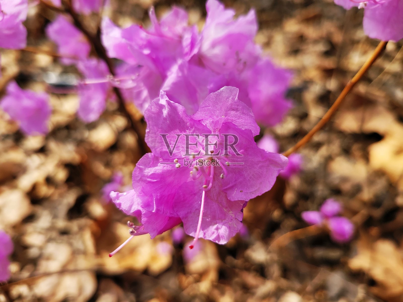 2021年杜鹃照片摄影图片