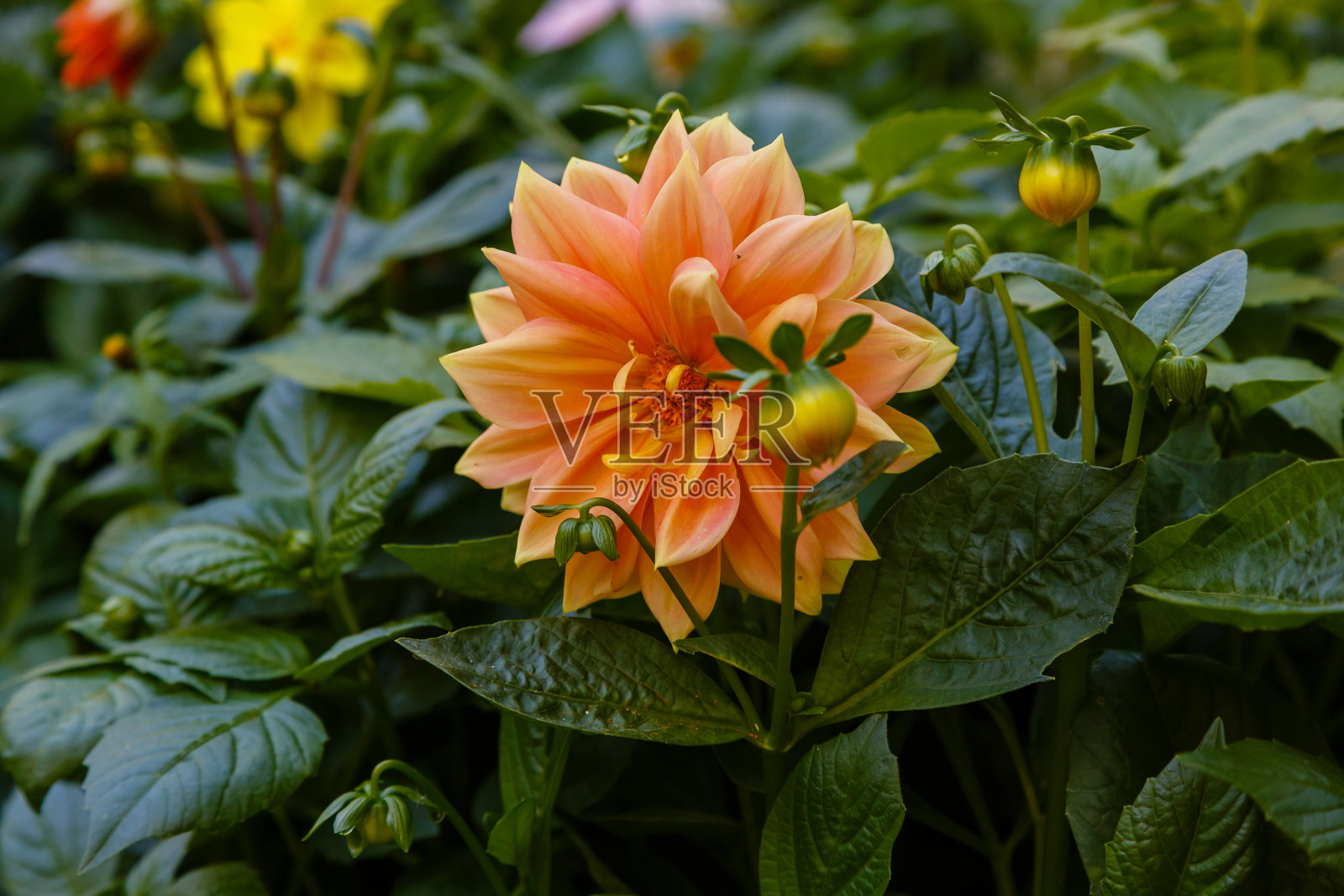 美丽的大丽花盛开着五颜六色的花朵照片摄影图片