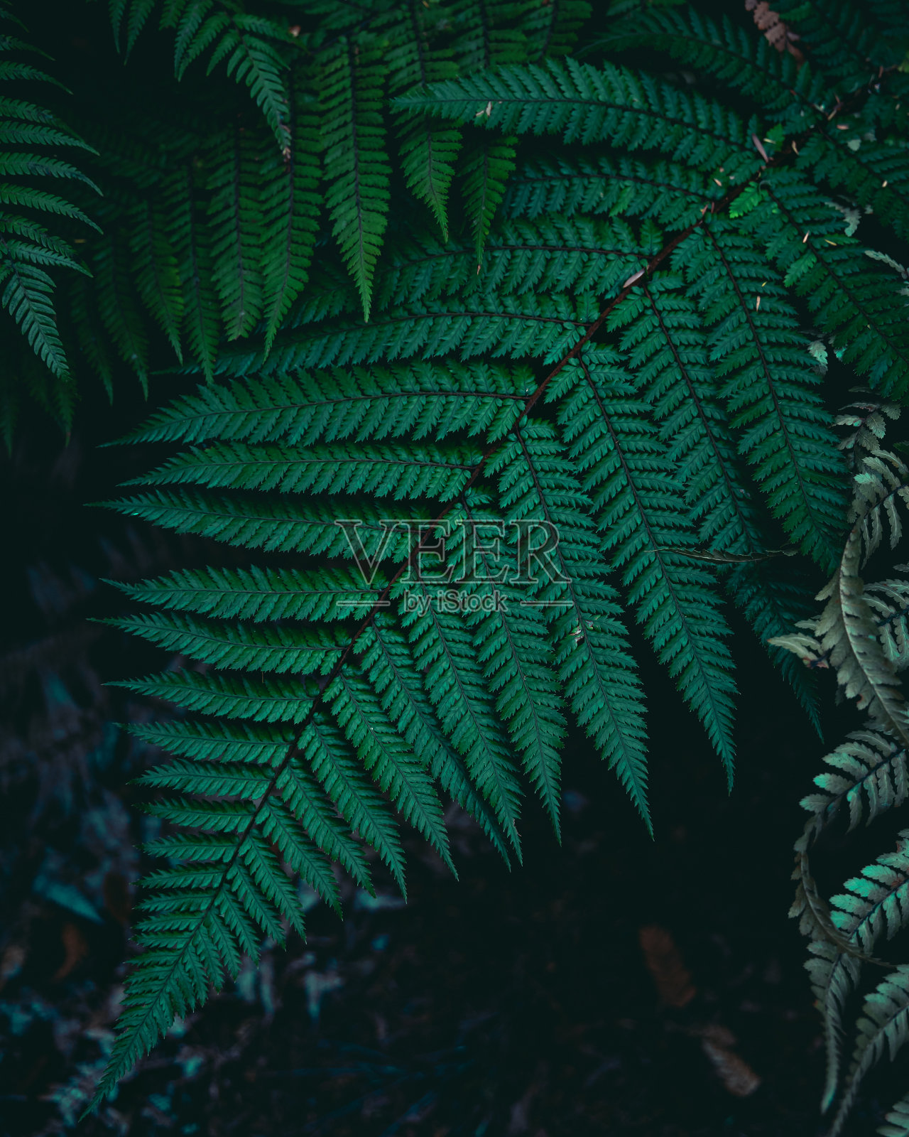 一个大的，干净的翠绿色的蕨类叶子与其他蕨类框架它和一个黑暗的背景垂直接近照片摄影图片