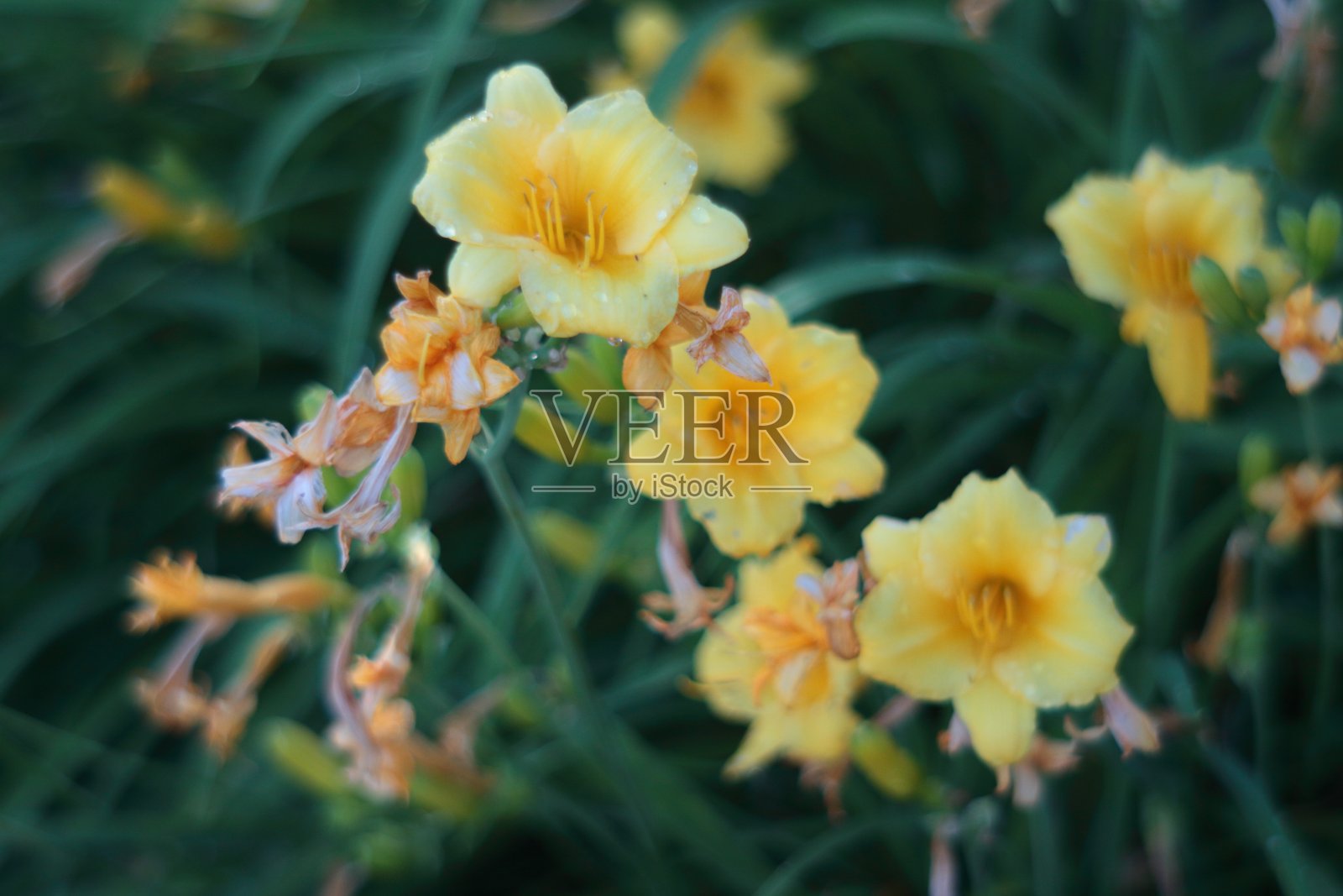 露珠黄花照片摄影图片