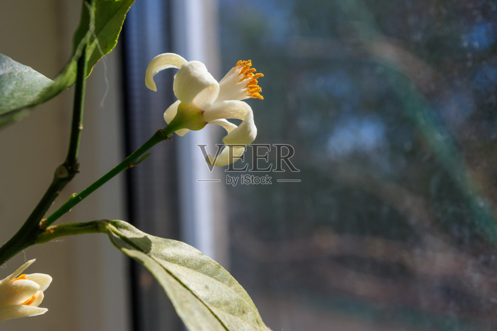 公寓窗台上一棵盛开的柠檬树照片摄影图片