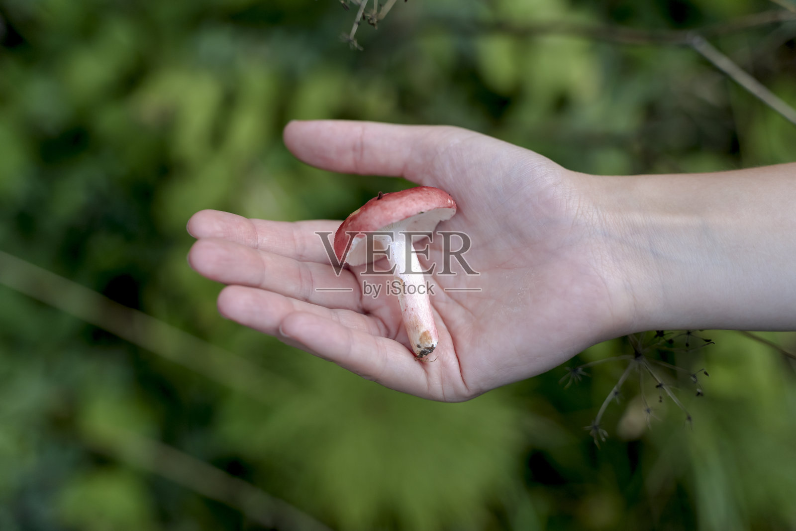 保护环境、保护森林、保护自然的理念。夏天手里拿着野蘑菇。夏天阳光灿烂的森林里的红菇。照片摄影图片