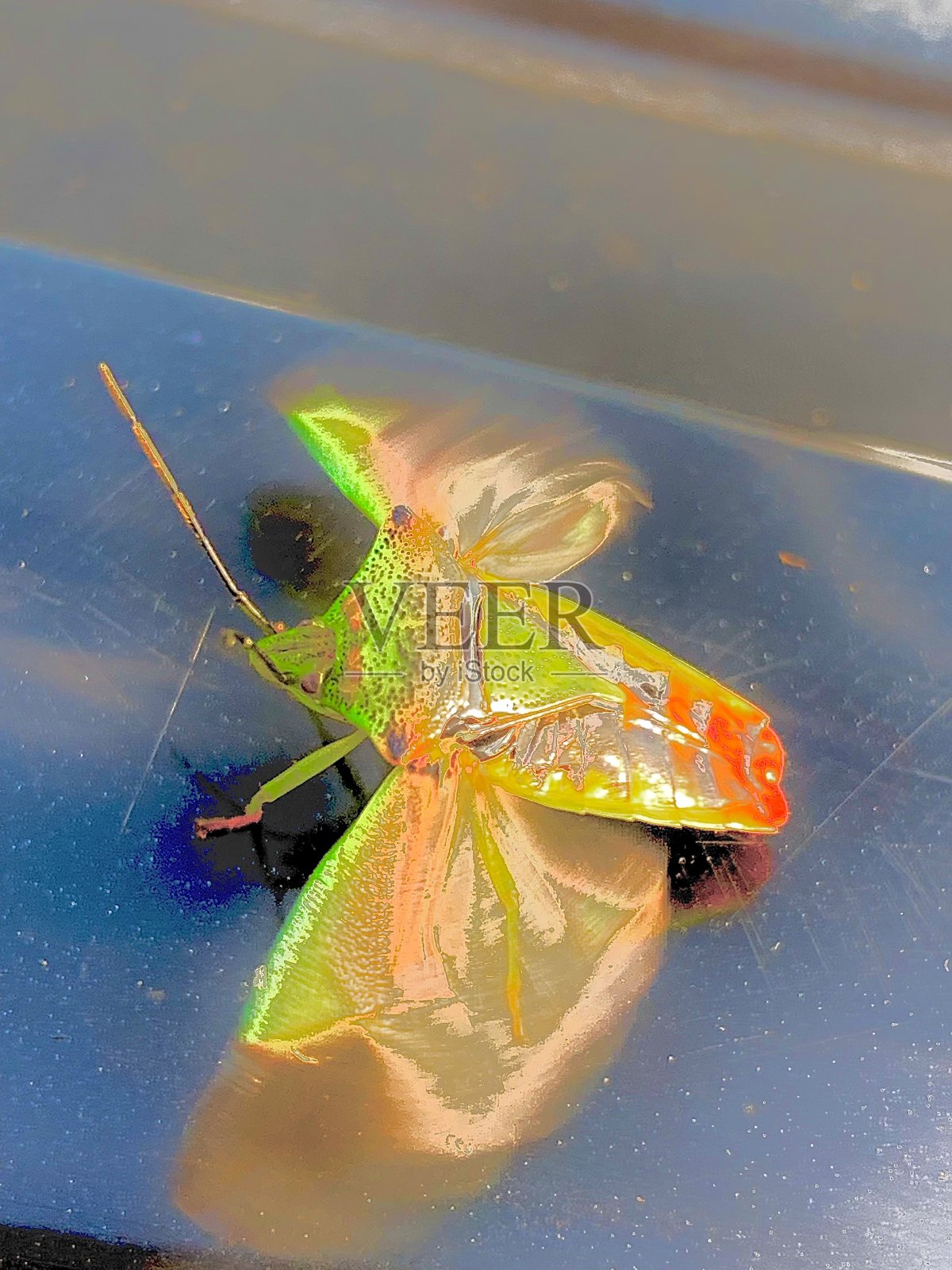 一个随机的小妞照片摄影图片