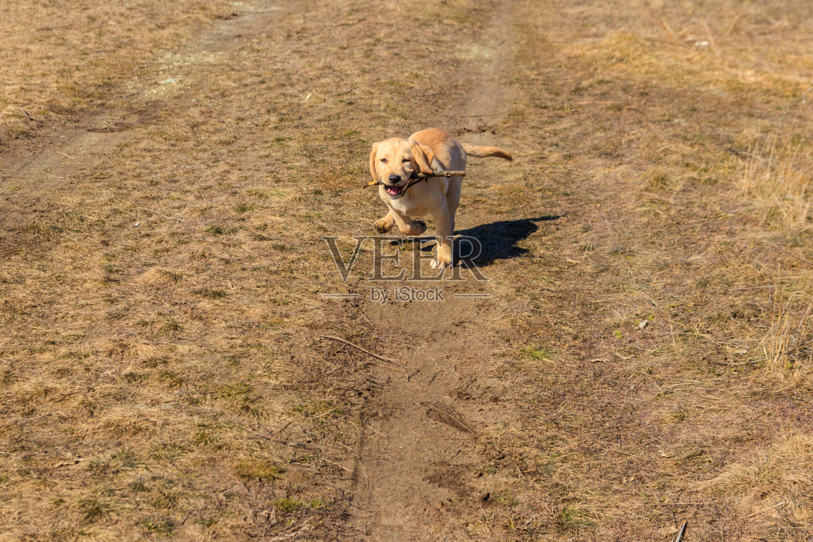 可爱的拉布拉多寻回小狗在草地上玩棍子照片摄影图片