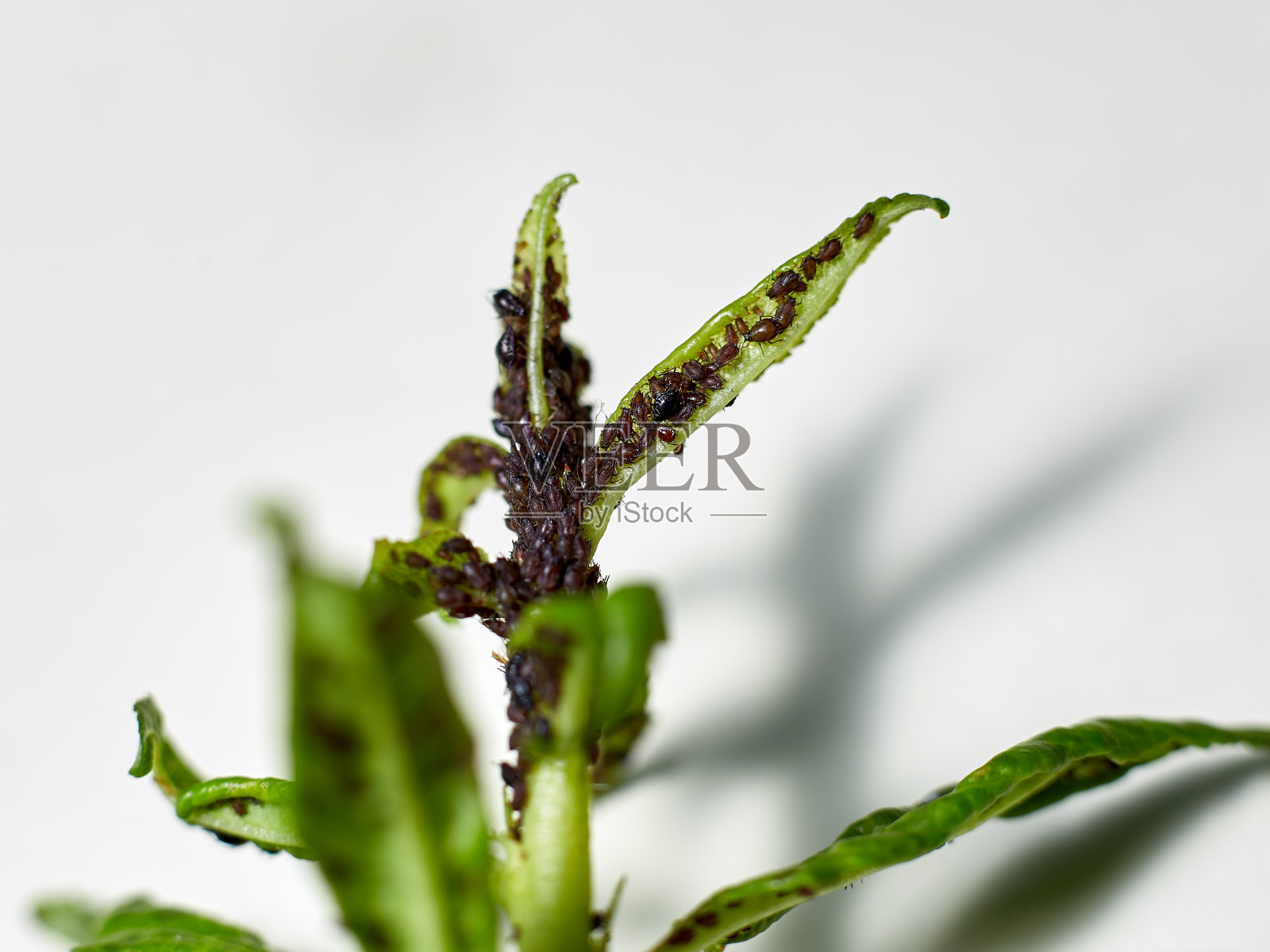 蚜虫吸取樱桃叶的汁液，危害果树照片摄影图片