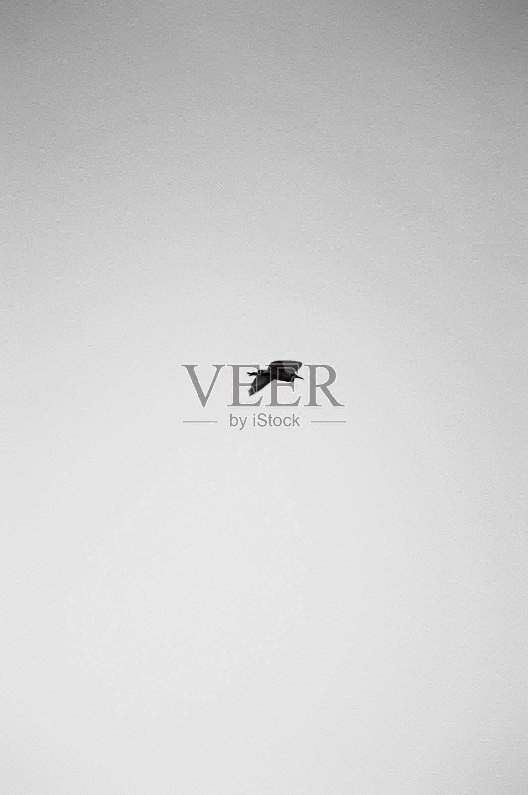 鸟儿独自飞翔-黑白相间照片摄影图片