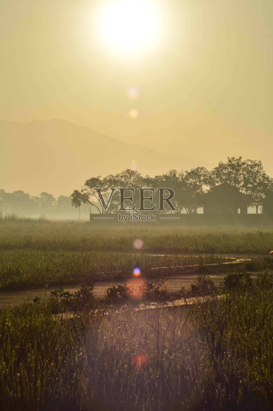 清晨稻田里的空气照片摄影图片
