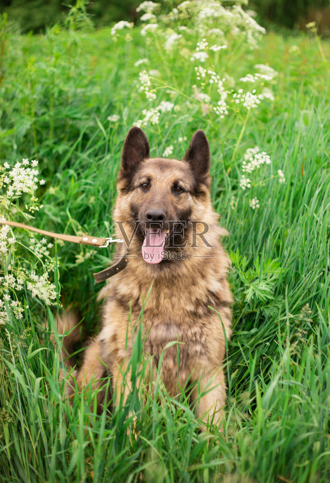 美丽快乐有趣的狗在户外玩得很开心照片摄影图片
