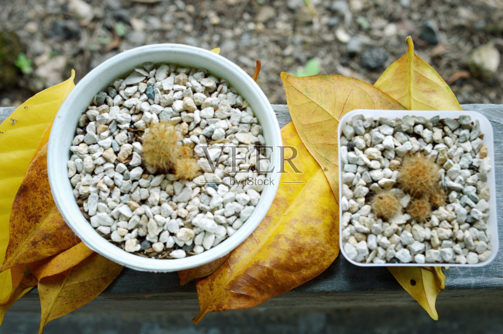 多肉植物和一些叶子照片摄影图片