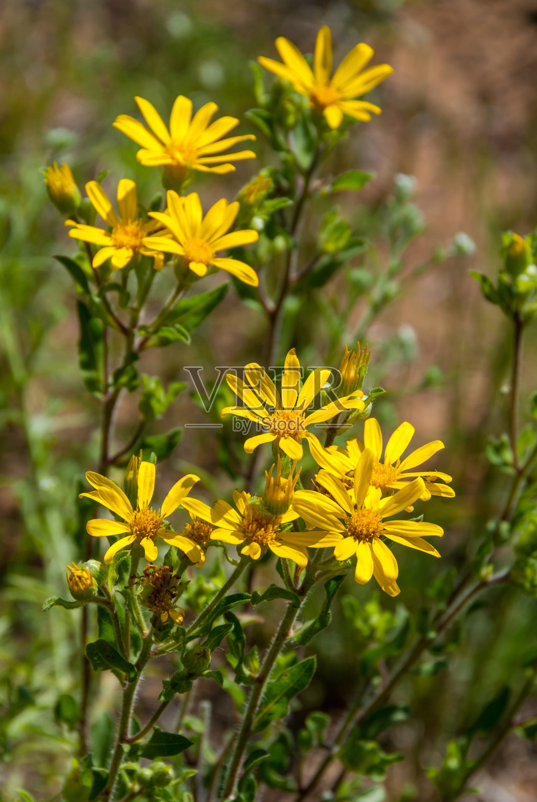 毛Golden-Aster照片摄影图片