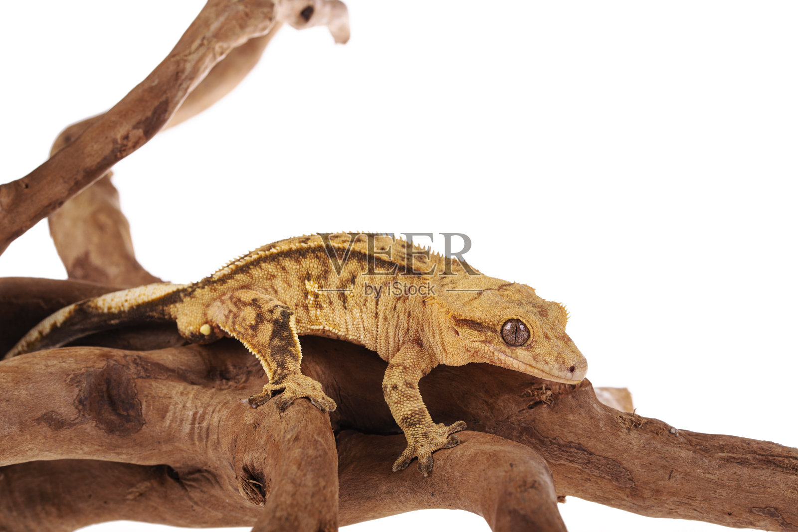 孤立的白色背景上的冠壁虎照片摄影图片