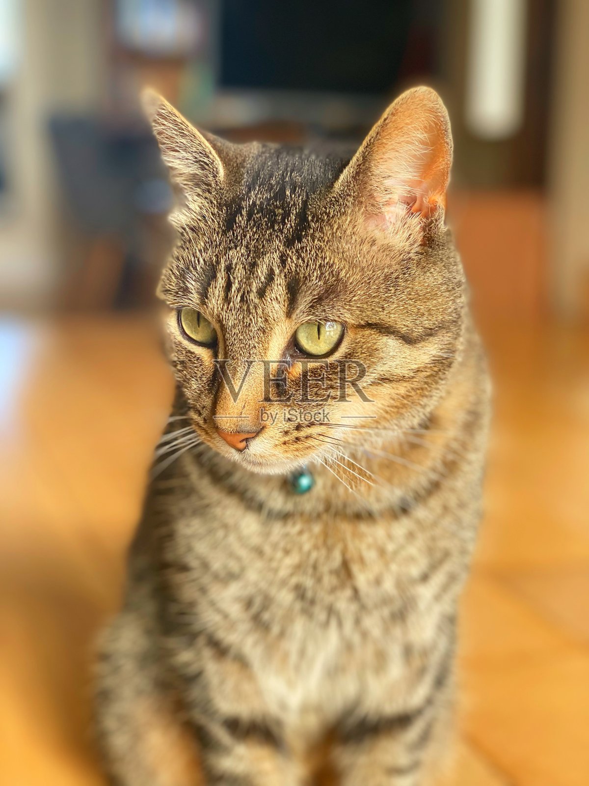 家花斑猫摆姿势拍照照片摄影图片