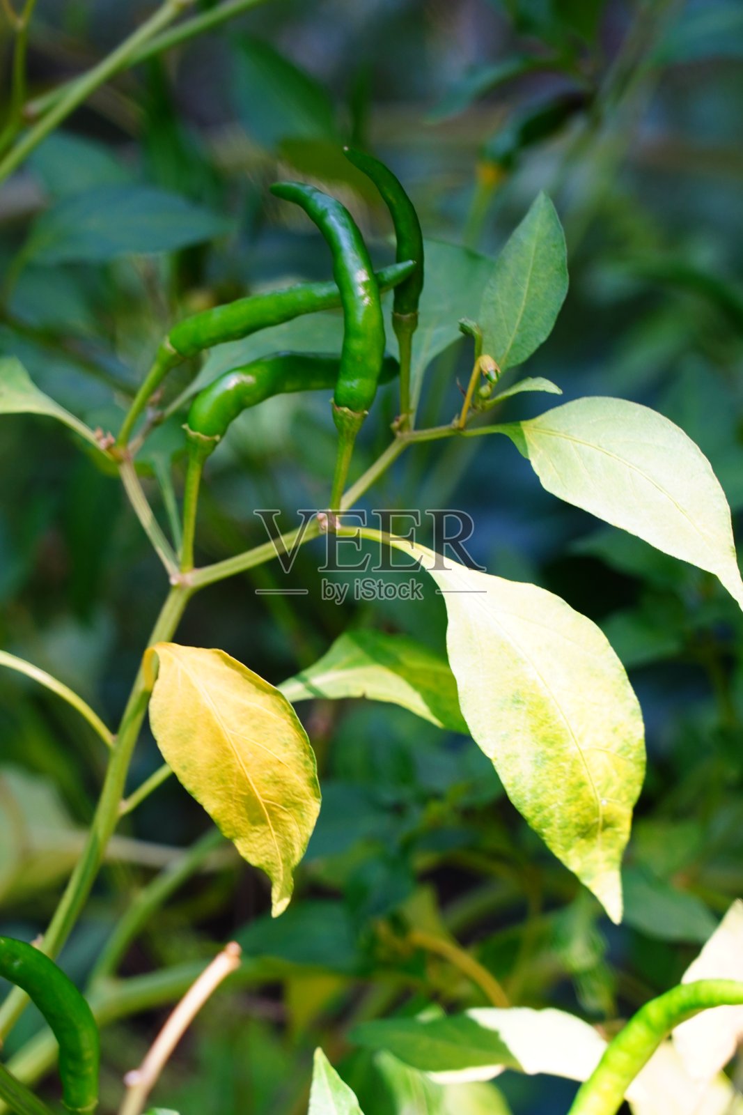 辣椒植物叶子上照片摄影图片