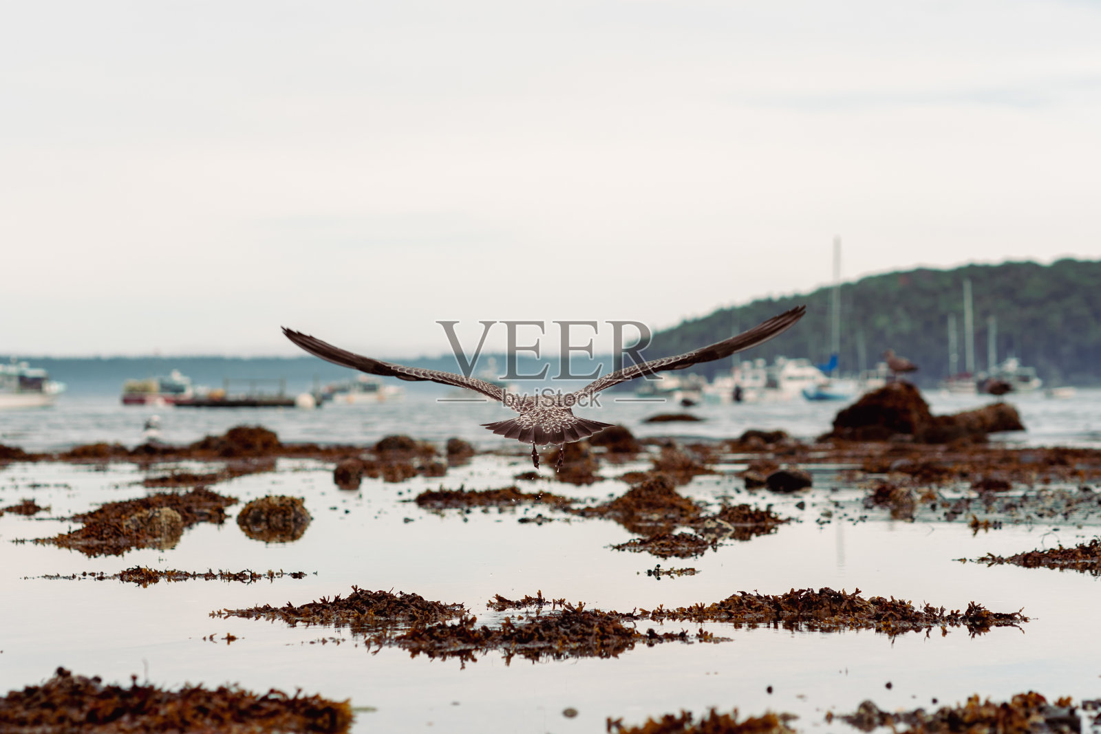 阿卡迪亚国家公园的海鸥照片摄影图片