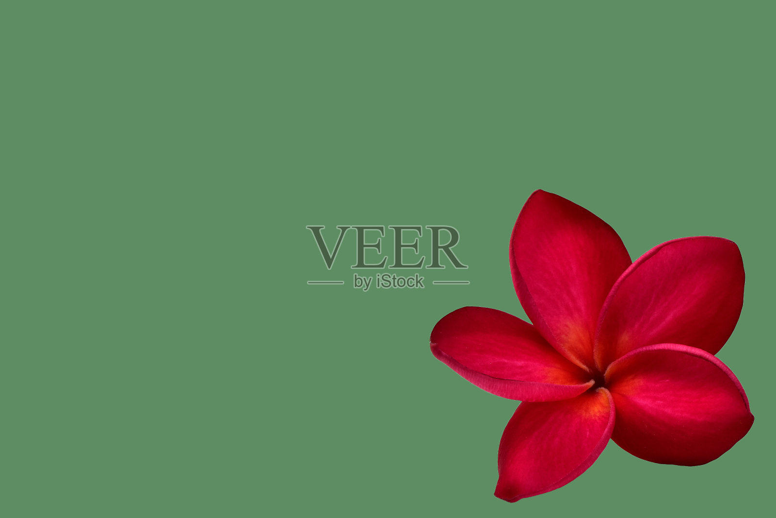 绿色背景上的鸡蛋花照片摄影图片