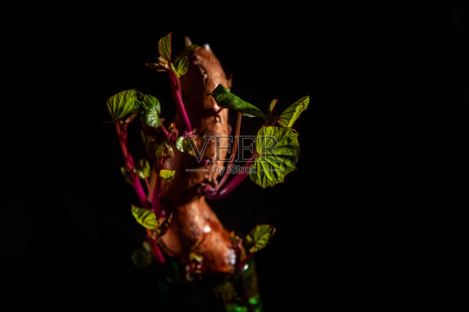 甜薯在d玻璃上照片摄影图片