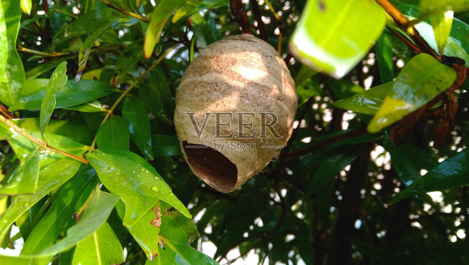 美蜂巢照片摄影图片