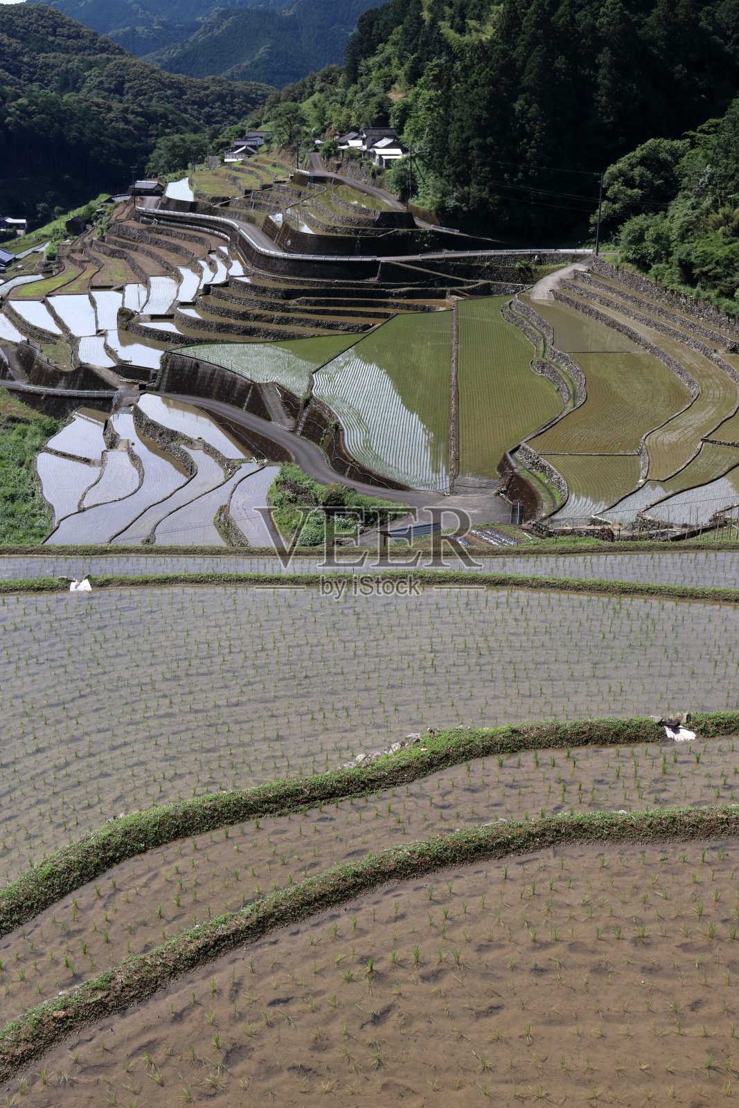 贝类河流上的梯田，初夏的乡村景观(高知县Tsuno镇)照片摄影图片